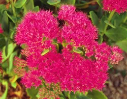 pot sedum neon