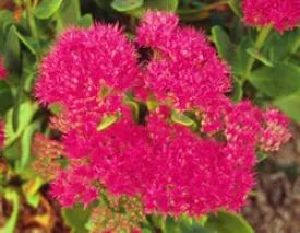 pot sedum neon